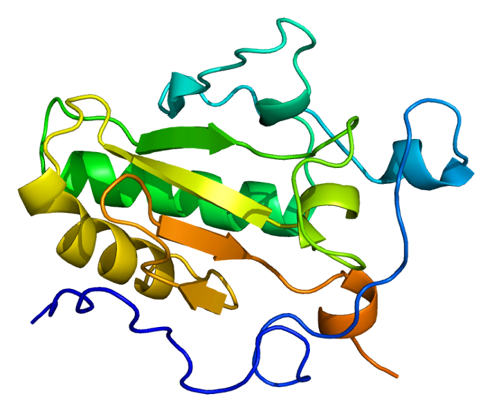 File:Protein IHH PDB 1vhh.png