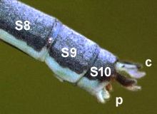 File:Pseudagrion caffrum abdomen detail.jpg