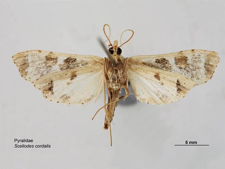 File:Sceliodes cordalis ventral.jpg