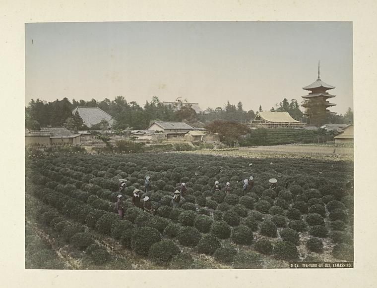 File:Tea-Yard at Uzi, Yamashiro (3109909163).jpg