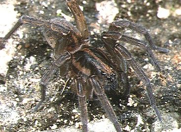 File:Trochosa.aquatica.female.-.tanikawa.jpg