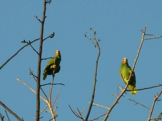 File:Amazona albifrons in tree.jpg