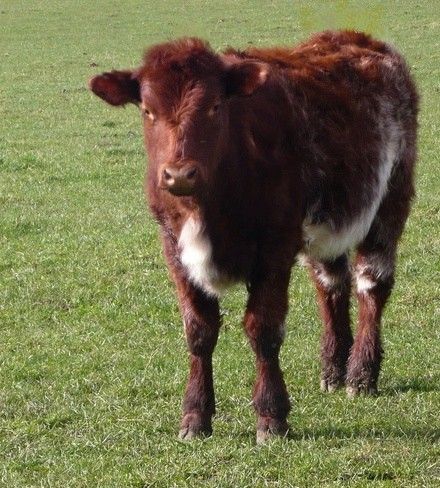 File:Beef Shorthorn calf.jpg