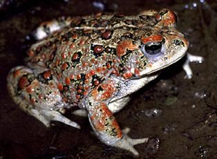 File:Boreal toad (Anaxyrus boreas) (7046220291).jpg