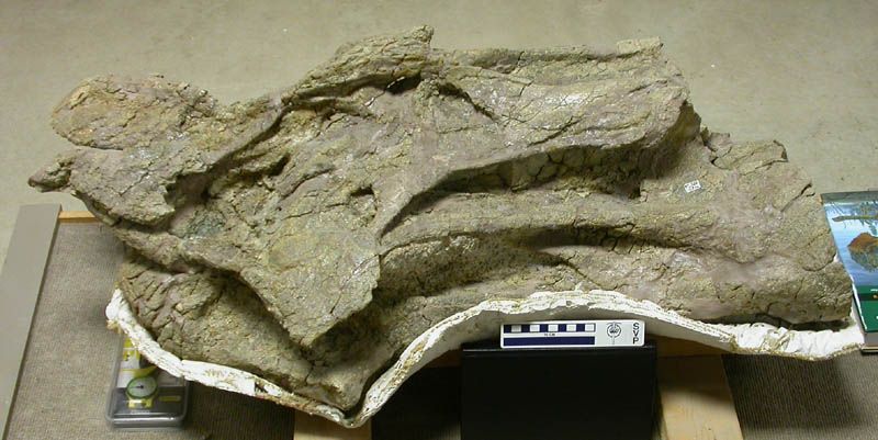 File:Brachiosaurus cervical BYU 12866.jpg