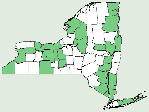 File:Carex lupuliformis NY-dist-map.png