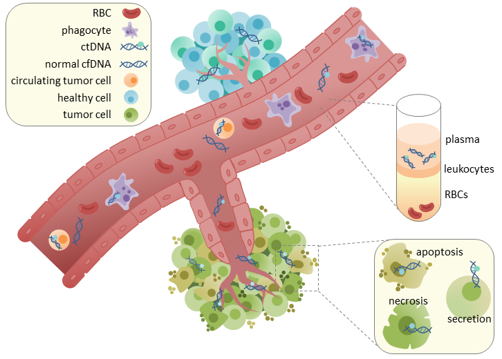 File:CtDNA in circulation.png