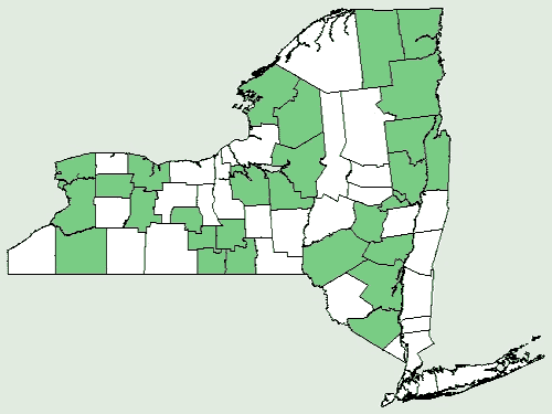 File:Cynoglossum virginianum var boreale NY-dist-map.png