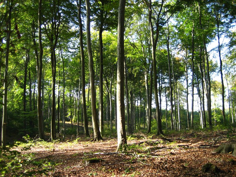 File:Dübener Heide beeches1.JPG