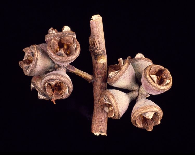 File:Eucalyptus malacoxylon fruit.jpg