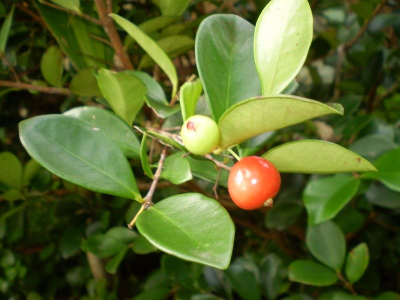 File:Eugenia carissoides fruit1.JPG