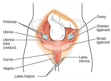 File:Female Reproductive Anterior.JPG