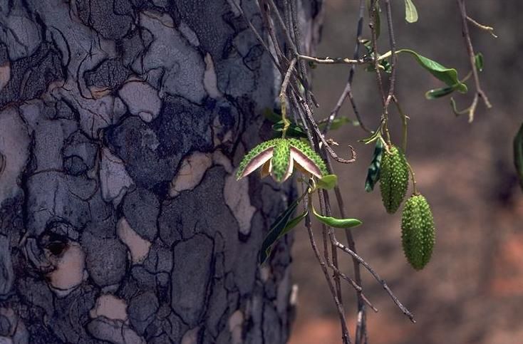 File:Flindersia maculosa fruit.jpg