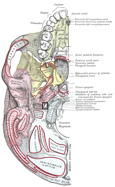 File:Foramenjugulare.PNG