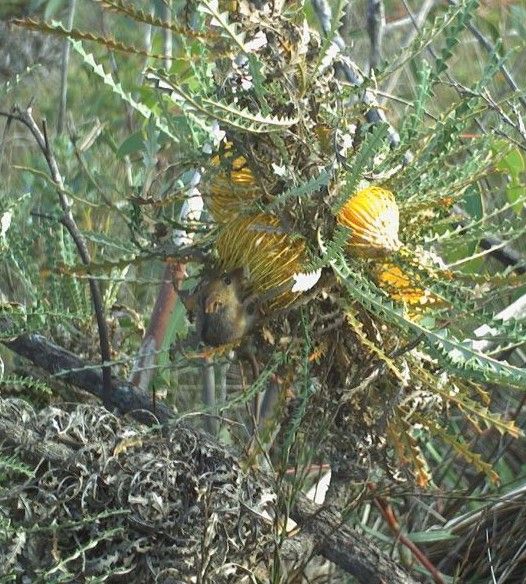 File:Honey possum - Banksia nobilis-2.jpg