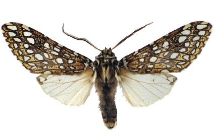 File:Lophocampa herbini male.jpg