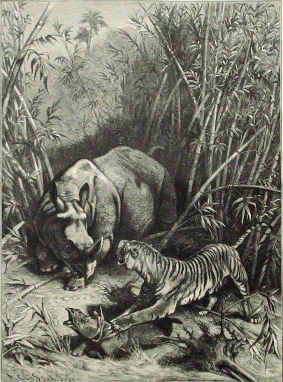 File:O. Fienzel-Tiger attack rhino in Java.jpg