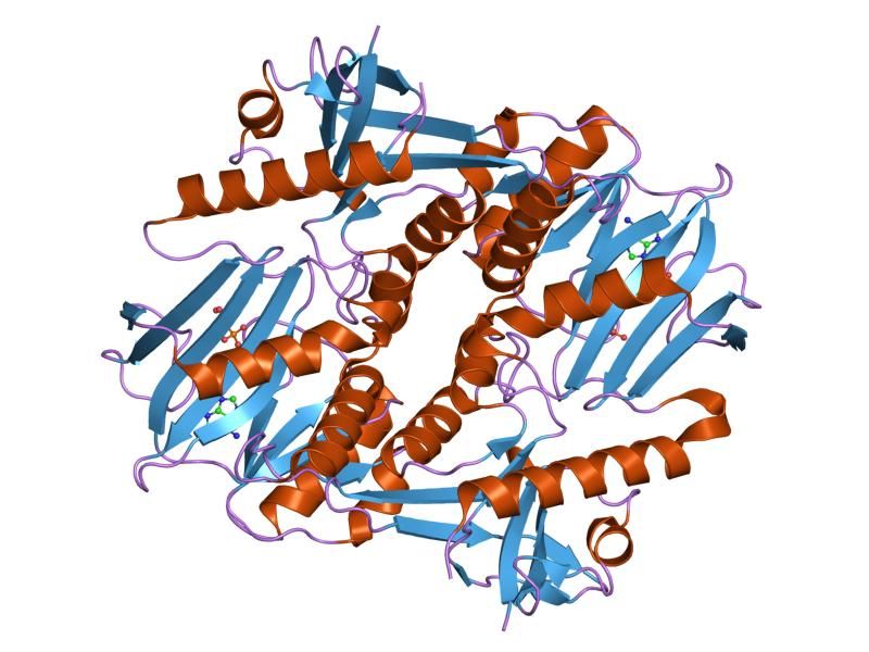 File:PDB 1i7l EBI.jpg