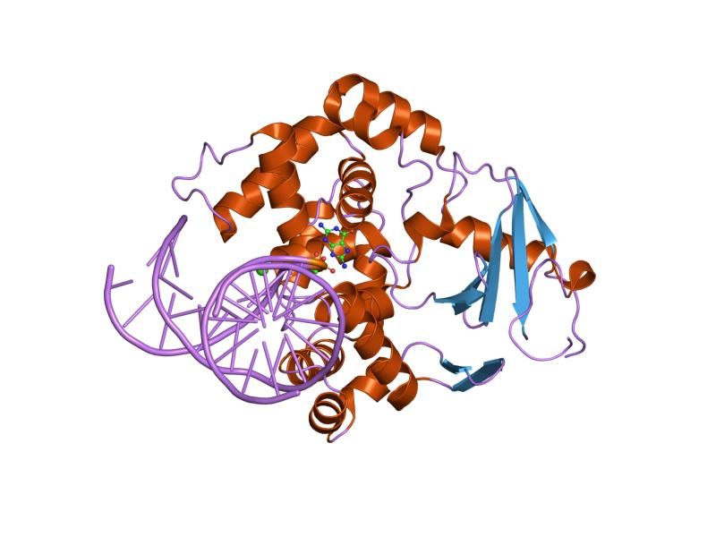 File:PDB 1lwv EBI.jpg