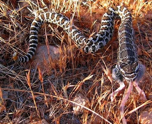 File:Pacific rattlesnake (Crotalus Oreganus) juvenile eating (14232058164).jpg