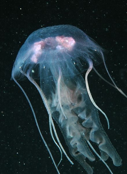 File:Pelagia noctiluca 1.jpeg