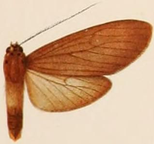 File:Pelochyta atra female.JPG