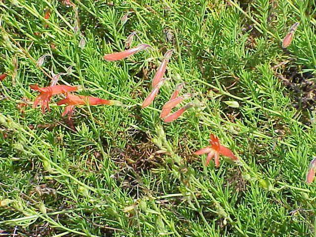 File:Penstemon pinifolius2.jpg