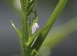 File:Pink hibiscus mealybug.jpg