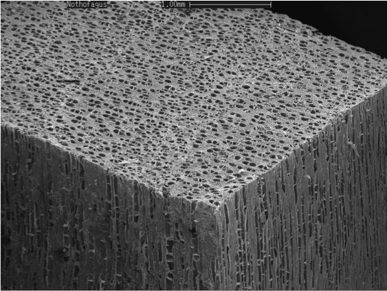 File:Pore distribution in beech.jpg