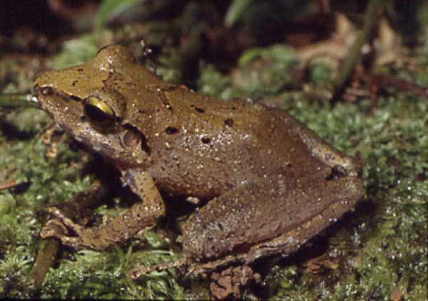 File:Pristimantis fenestratus.jpg