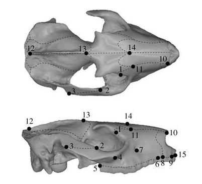 File:Puelia sp.png