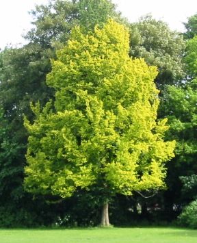 File:RN Ulmus hollandica Wredei (stadspark groningen).JPG