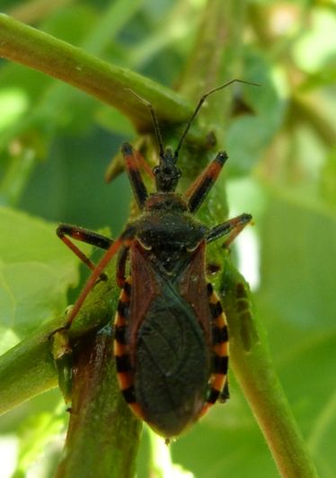 File:Rhynocoris cuspidatus.jpg