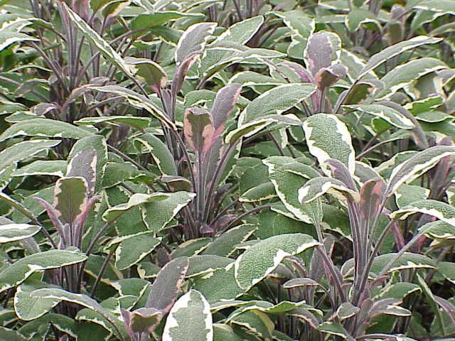 File:Salvia officinalis3.jpg