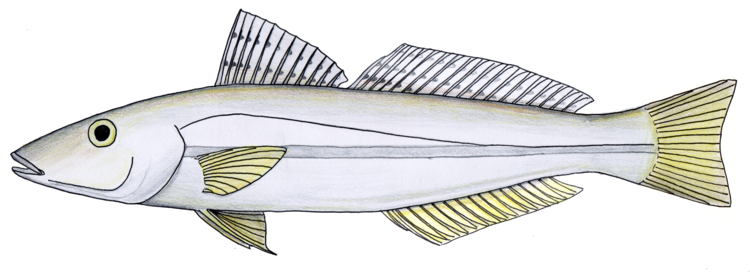 File:Sillago schomburgkii2.png