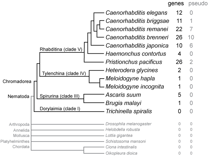 File:SmY-phylogeny.png