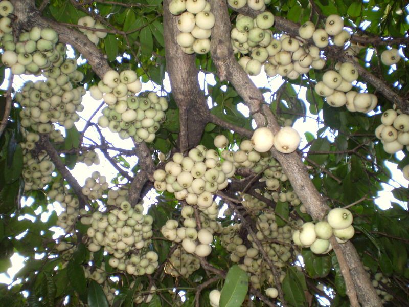 File:Syzygium moorei fruit1.JPG