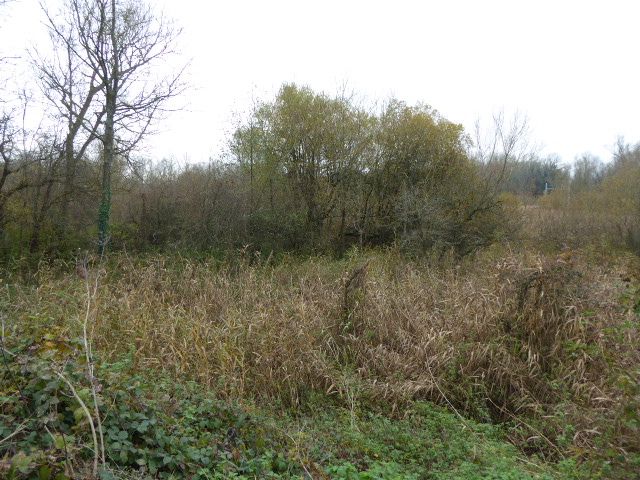 File:Woolhampton Reed Bed (2).jpg