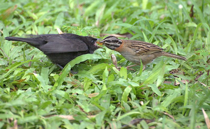 File:(Molothrus bonariensis) e ( Zonotrichia Capensis ).jpg