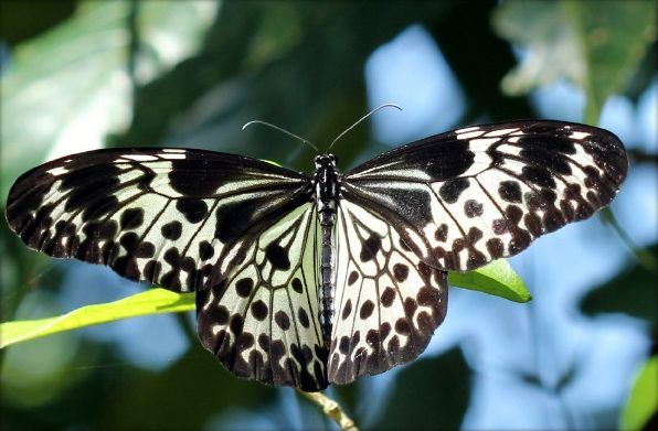 File:Andaman tree nymph.jpg