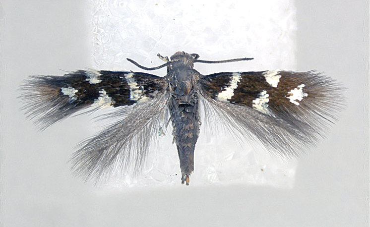 File:Antispila argentifera female.png