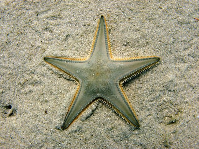 File:Astropecten jonstoni Naxos08 1832 640x480 dpi90.jpg