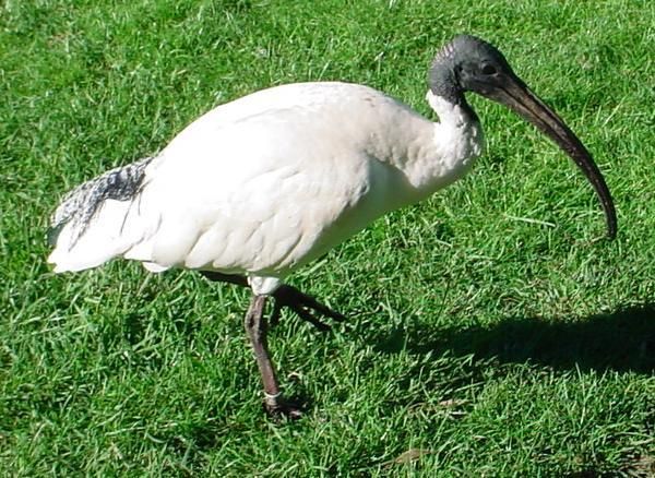 File:Australian-White-Ibis.jpg