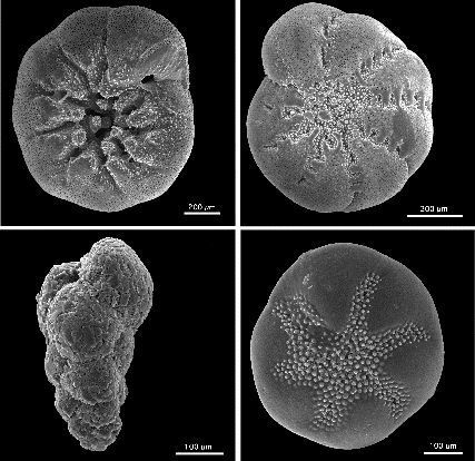 File:Benthic foraminifera.jpg