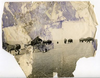 File:Bison before sm.jpg