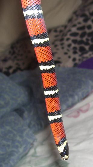 File:BlackMilkSnake.jpg