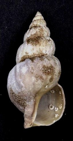 File:Buccinum scalariforme 001.jpg