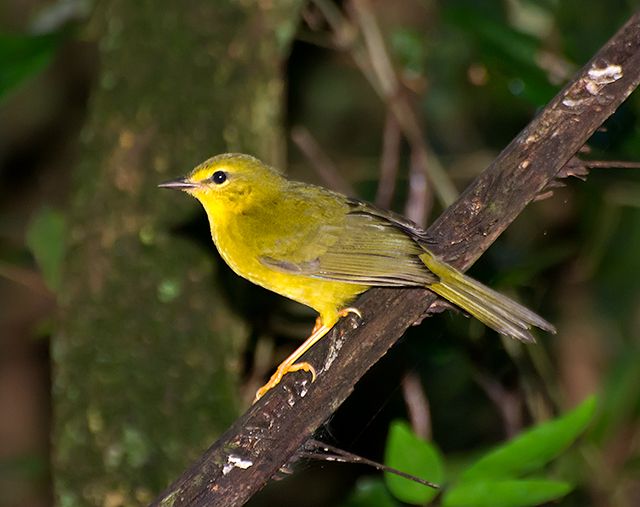 File:Canário-do-mato (Myiothlypis flaveola) (16671050717).jpg