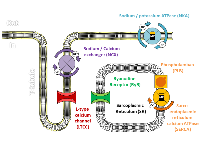 File:Cardiac calcium cycling and excitation-contraction coupling.png