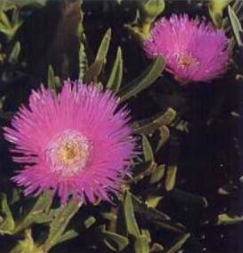 File:Carpobrotus dimidiatus - Kwazulu Natal sourfig.png